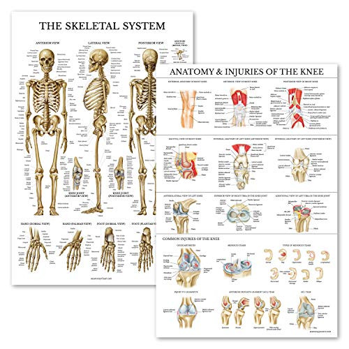 2 Pack - Skeletal System Anatomical Poster Plus Anatomy  and  Injuries of The Knee Chart - Laminated