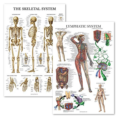 2 Pack - Skeletal System Anatomical Poster Plus Lymphatic System Anatomy Chart - Laminated