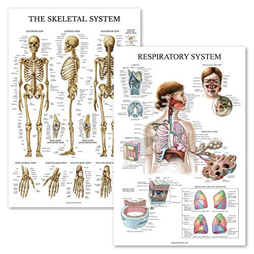 2 Pack - Skeletal System Anatomical Poster Plus Respiratory System Anatomy Chart - Laminated