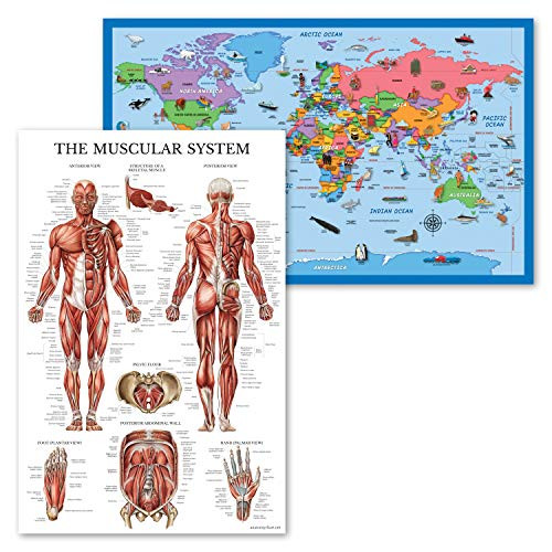 2 Pack - World Map Poster for Kids -Illustrated- Plus Muscular System Anatomy Chart -Laminated- 18inch x 29inch-