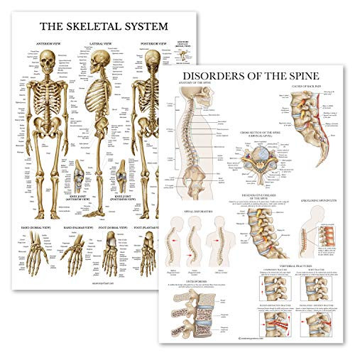 2 Pack- Skeletal System Anatomy Plus Disorders of the Spine Poster Set - Set of 2 Anatomical Charts - Laminated - 18inch x 27inch
