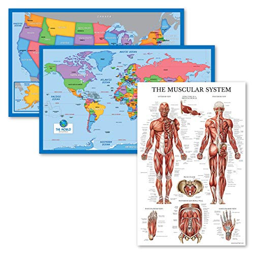 3 Pack - World Map  and  USA Map for Kids Plus Muscular System Anatomy Chart - 3 Poster Set -Laminated- 18inch x 29inch-