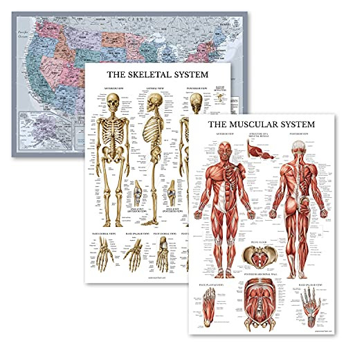 3PK - USA Map Poster -Purple-  and  Muscular and Skeletal System Anatomy Chart - Set of 3 Posters -LAMINATED- 18inch x 29inch-