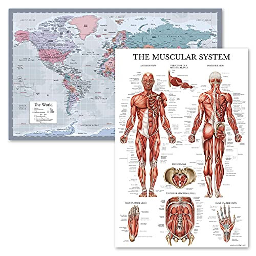 World Map -Purple-  and  Muscular System Anatomy Chart - Set of 2 Posters -LAMINATED- 18inch x 29inch-