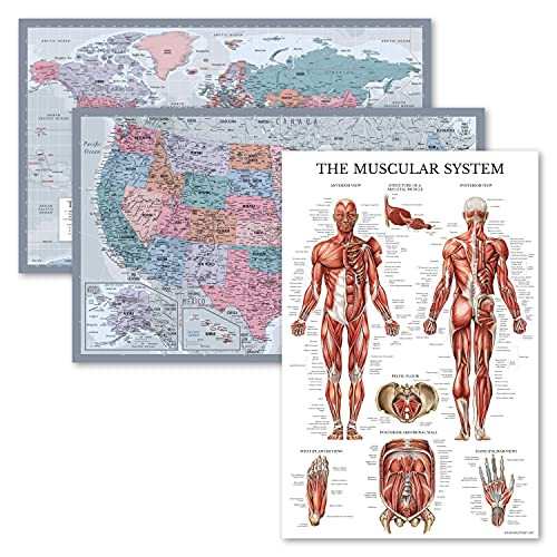 3 Pack - World  and  USA Map Chart -Purple- Plus Muscular System Anatomy Poster -LAMINATED- 18inch x 29inch-
