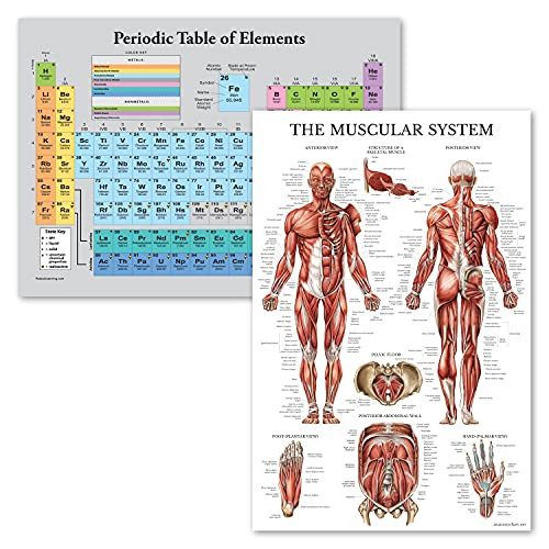 2 Pack - Periodic Table of the Elements Poster -Grey-  and  Muscular System Anatomy Chart -LAMINATED- 18inch x 24inch-