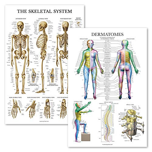 2 Pack - Skeletal System Anatomical Poster Plus Dermatomes  and  Nervous System Anatomy Chart - Laminated