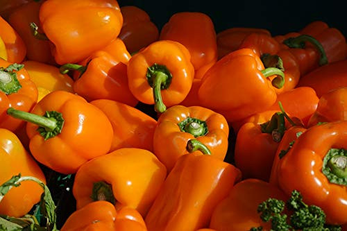 Sweet Bell Pepper Seeds Sweet Horizon - Juicy and Sweet Orange Bell-Shaped Peppers | Heirloom Seeds by Liliana's Garden | Sweet Bell Pepper Seeds Sweet Horizon - Juicy and Sweet Orange Bell-Shaped Peppers | Heirloom Seeds by Liliana's Garden |