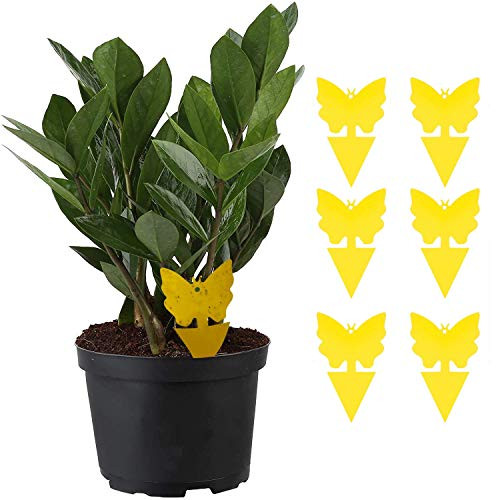 Fruit Fly Sticky Trap Yellow Sticky Gnat Bug Traps for Indoor- Flies Mosquito Fungus Flying Insects Glue Trappers -12 pcs-