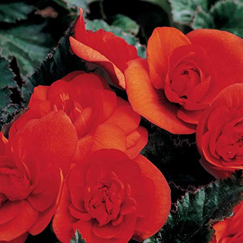 Outsidepride Orange Begonia Seeds - 500 Seeds Outsidepride Orange Begonia Seeds - 500 Seeds