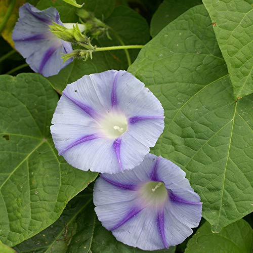 Outsidepride Morning Glory Caprice - 250 Seeds Outsidepride Morning Glory Caprice - 250 Seeds
