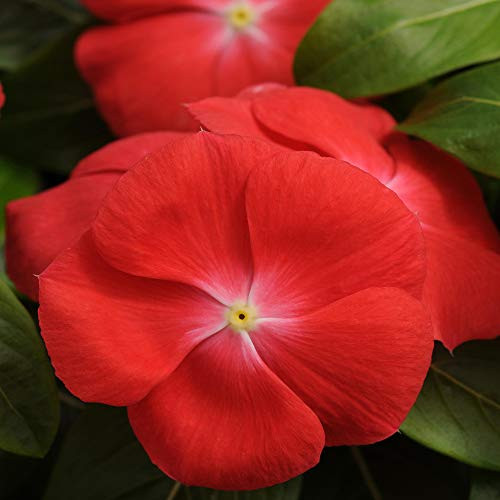 Outsidepride Pacifica XP Orange Vinca Flower Seed - 50 Seeds