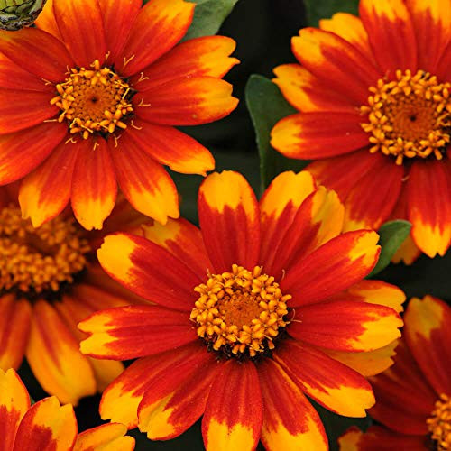 Outsidepride Zinnia Zahara Sunburst Flower Seeds - 50 Seeds