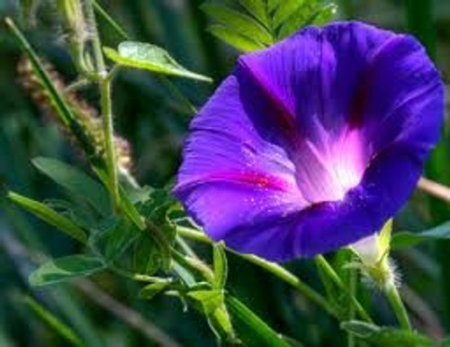 DARK PURPLE MORNING GLORY FLOWER SEEDS - 25 FRESH SEEDS - GRANDPA OTT DARK PURPLE MORNING GLORY FLOWER SEEDS - 25 FRESH SEEDS - GRANDPA OTT