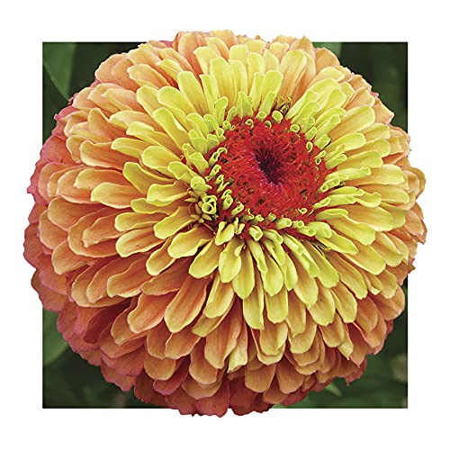 Park Seeds Queeny Lime Orange Zinnia Flower Seeds- Pack of 25 Seeds