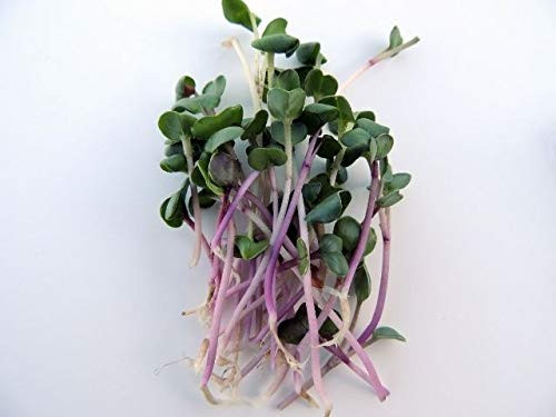 Radish Triton Purple Stem Seeds for Planting 1 G- Non-GMO- American Seeds- Heirloom- Raphanus sativus
