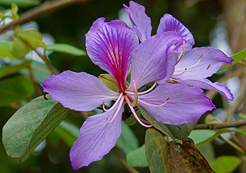 Orchid Tree -Bauhinia purpurea- 10 Seeds for Planting- Open Pollinated- Heirloom- Non-GMO- Purple bauhinia- camel's Foot- Hawaiian Orchid Tree- Alibangbang- Barada- BOL-megong- Purple Butterfly Tree Orchid Tree -Bauhinia purpurea- 10 Seeds for Planting- Open Pollinated- Heirloom- Non-GMO- Purple bauhinia- camel's Foot- Hawaiian Orchid Tree- Alibangbang- Barada- BOL-megong- Purple Butterfly Tree