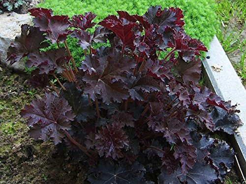Coral Bells Plant Seeds-Heuchera Palace Purple-Perennial- Zone- 4-9-10 Seeds- Coral Bells Plant Seeds-Heuchera Palace Purple-Perennial- Zone- 4-9-10 Seeds-