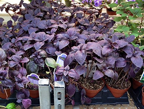 Basil- Dark Opal Purple 50Plus Heirloom Seeds Fragrant Seasoning Soups Baking