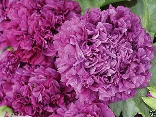 Peony Seeds - PURPLE- GIANT DOUBLE -300 Seeds- PEONY POPPY Papaver Flower