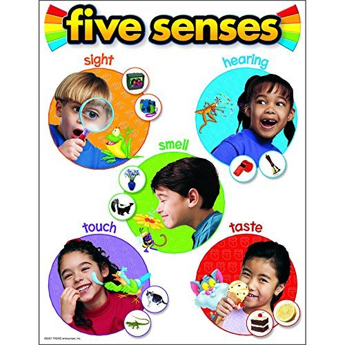 Trend Enterprises Five Senses Learning Chart -T-38051- by Trend Enterprises