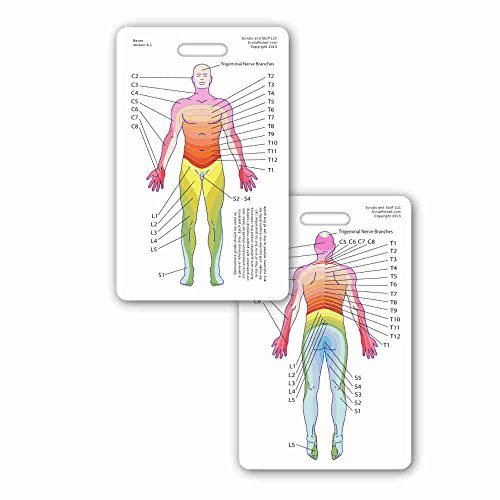 Neuro Dermatome Diagram Vertical Badge ID Card Pocket Reference Guide Neurology -1 Card-