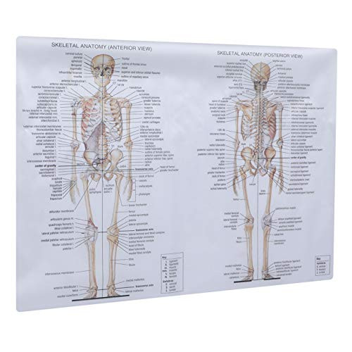 ULTECHNOVO Skeletal System Anatomical Chart Human Anatomy Poster Muscle Skeleton Nervous Painting Teaching Picture Aid for School Students Office 20x28inch 50x70cm