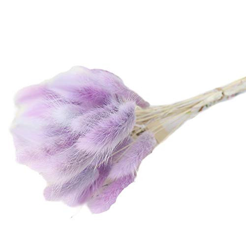 FURANDER 30Pcs Natural Dried Lagurus Ovatus Pampas Grass Rabbit Tail Grass Bunny Tail Grass Dried Real Flower for Flower Arrangements Wedding Bouquets Home Decor Photo Props