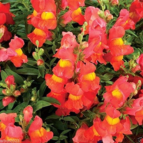 Snapdragon Seeds - Orange Wonder- 300 Seeds - Perennial