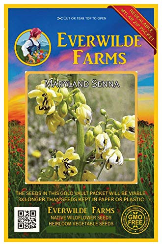 Everwilde Farms - 50 Maryland Senna Native Wildflower Seeds - Gold Vault Jumbo Seed Packet