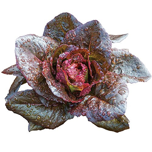 Burpee Ruby Glow Lettuce Seeds 500 seeds