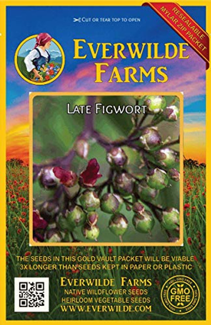 Everwilde Farms - 2000 Late Figwort Native Wildflower Seeds - Gold Vault Jumbo Seed Packet