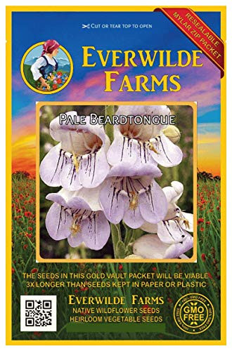 Everwilde Farms - 500 Pale Beardtongue Native Wildflower Seeds - Gold Vault Jumbo Seed Packet