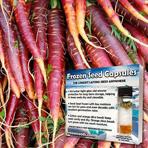 Cosmic Purple Carrot Seeds -Daucus carota- Packet of 30 Seeds Cosmic Purple Carrot Seeds -Daucus carota- Packet of 30 Seeds