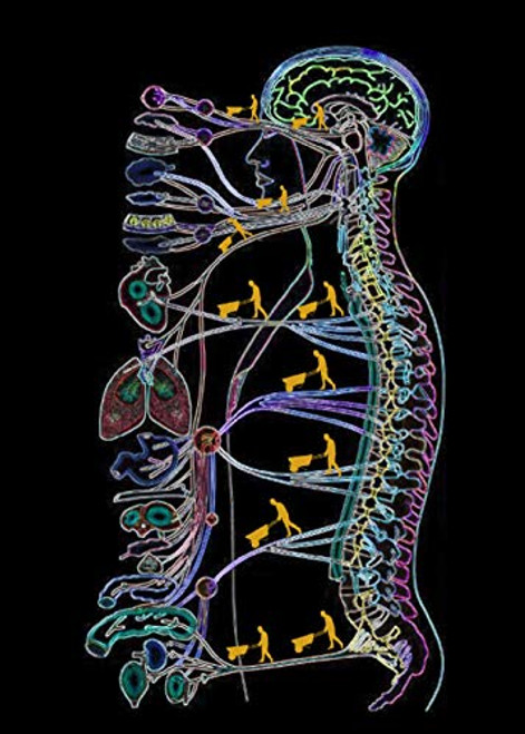 Working Nerves - Sticker- -2.22inch x 4inch- Meric Chart Gift- Chiropractic Health and Wellness Symbol Working Nerves - Sticker- -2.22inch x 4inch- Meric Chart Gift- Chiropractic Health and Wellness Symbol