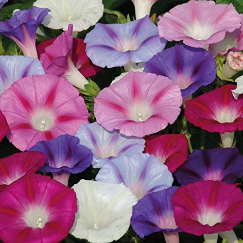 Seeds Morning Glory Purple Mix Flower Annual Outdoor Garden Cut for Planting Non GMO