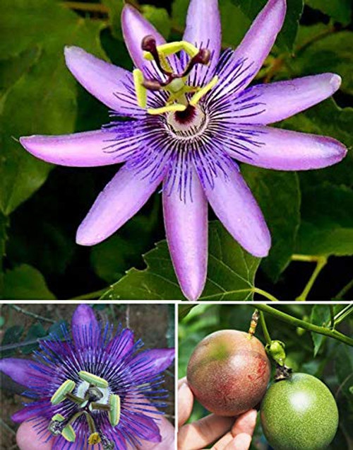 20Plus Purple Passion Vine Flower Seeds Passiflora Incarnata Fruit Perennial Grown in My Yard