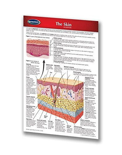Permacharts - The Skin Pocket Chart - -