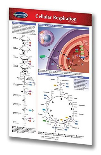 Cellular Respiration Guide Pocket Chart - Biology Quick Reference Guide by Permacharts