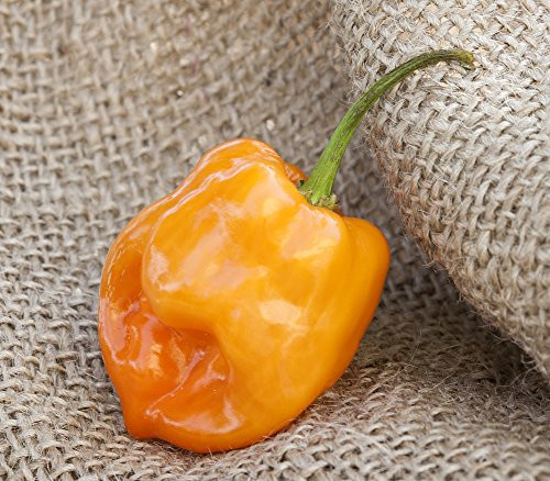 Orange Habanero Heirloom Pepper Premium Seed Packet Plus More