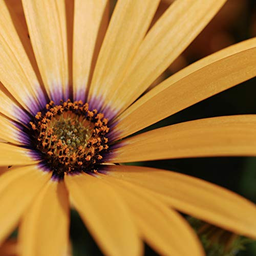 African Daisy Flower Seeds Packet -.5 Grams- Apricot Yellow Orange White Waterfall Seeds USA