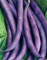 Sow No GMO Bean Bush Royal Burgundy Beautiful Purple Snap Bean Non GMO Heirloom Garden Vegetable 40 Seeds