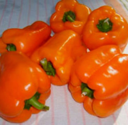 Orange Sun Bell Sweet Bell Pepper 12 Seeds - COMB S/H BEAUTIFUL BRIGHT ORANGE