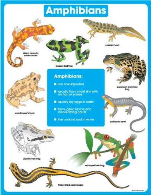 Carson Dellosa - Amphibians Chart