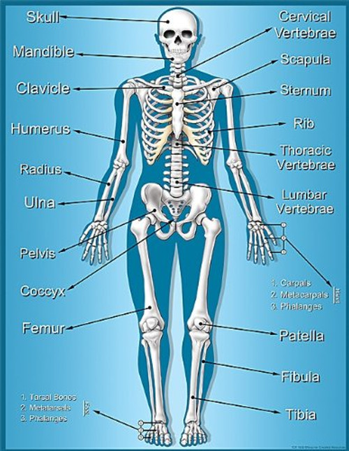Teacher Created Resources Skeleton Chart- Multi Color -7632- Teacher Created Resources Skeleton Chart- Multi Color -7632-