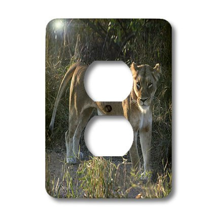 3dRose LLC lsp_20126_6 South African Lioness Side View 2 Plug Outlet Cover