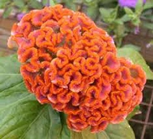 30Plus Celosia Orange Cockscomb Flower Seeds / Reseeding Annual