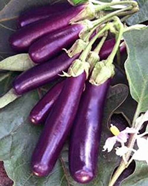 Eggplant- Long Purple Eggplant Seeds- Heirloom- Non GMO- 500 Seeds- Garden Seed- Long Purple- Heirloom- Non GMO- 25PlusSeeds- Garden Seed