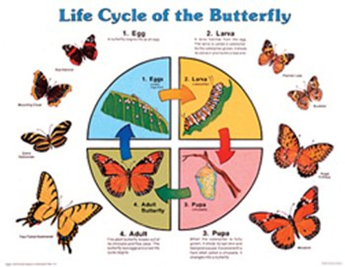 Frank Schaffer Publications - Life Cycle of The Butterfly Chart - 17 X 22 Inch