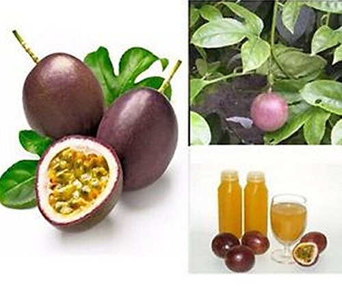FD942 Exotic Passion Fruit Seed Purple Passiflora edulis Germination ± 95 percent 10PCs